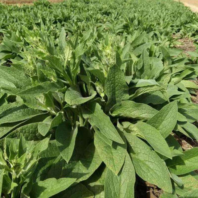 俄罗斯饲料菜种根多年生牧草种子饲料草根猪牛羊鸡鸭鹅聚合