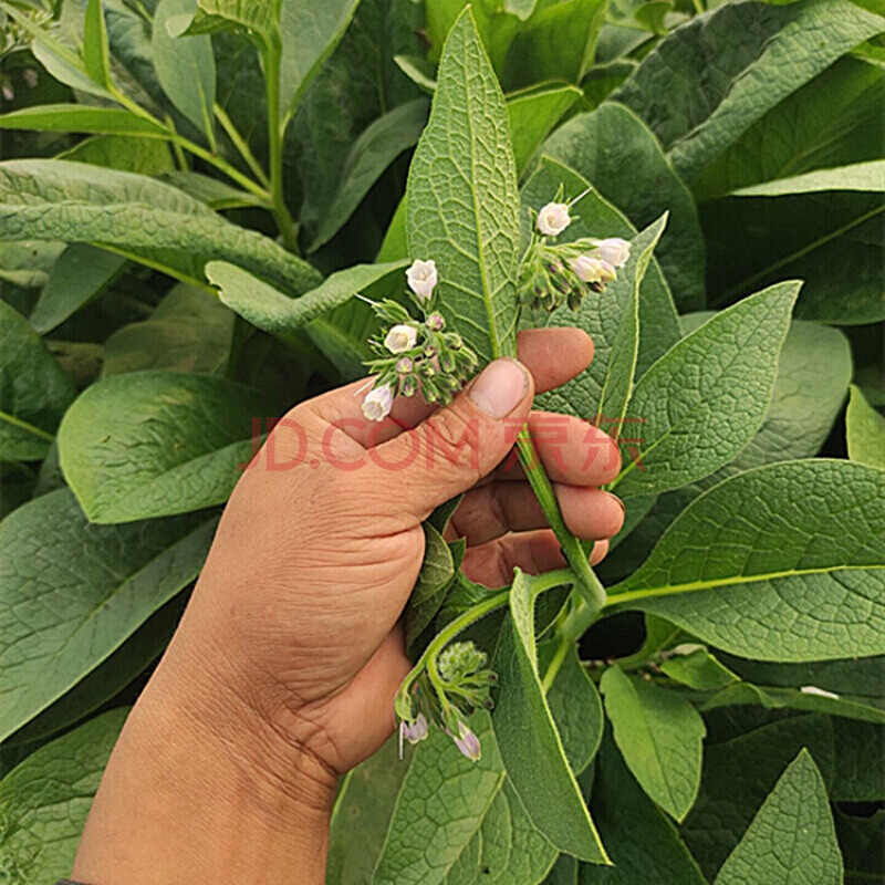 俄罗斯饲料菜种根多年生牧草种子饲料草根猪牛羊鸡鸭鹅聚合