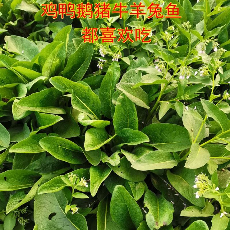 俄罗斯饲料菜种根多年生牧草种子饲料草根猪牛羊鸡鸭鹅聚合