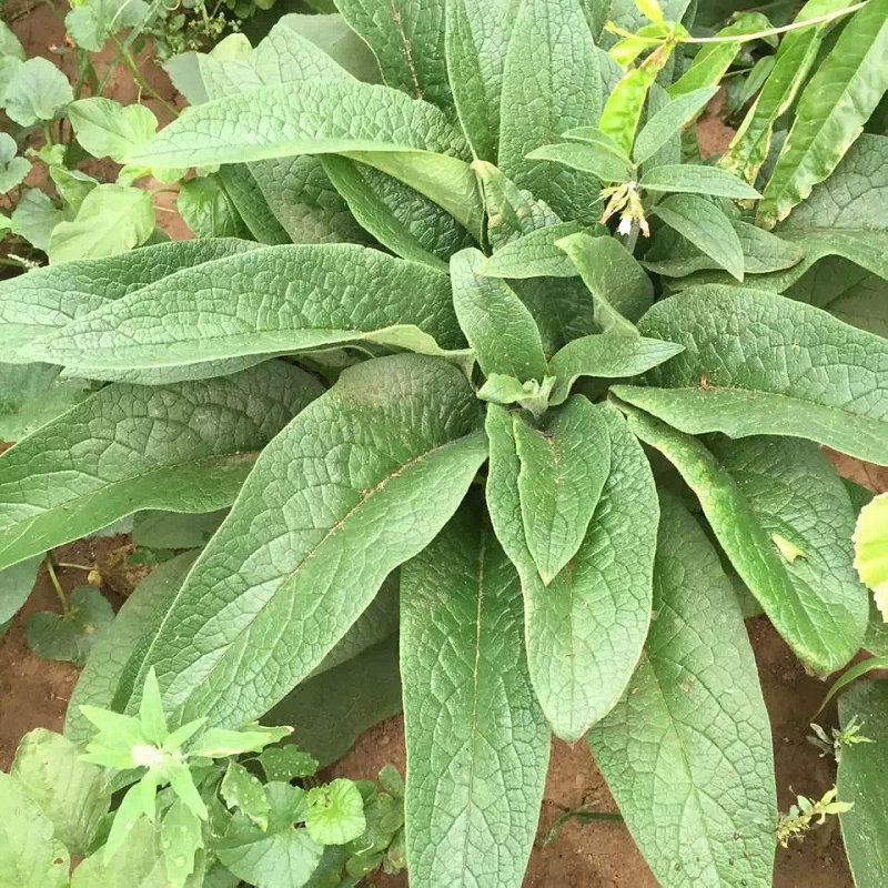 俄罗斯饲料菜种根多年生牧草种子饲料草根猪牛羊鸡鸭鹅聚合