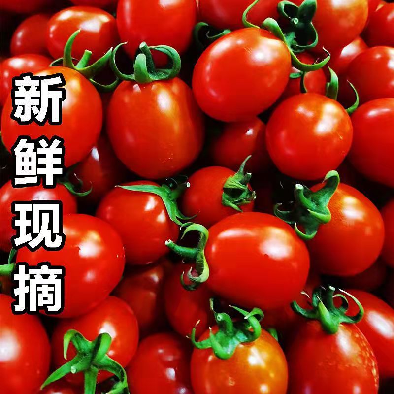 圣女果小柿子大量供应质量好价低一手货源基地直发欢迎联系