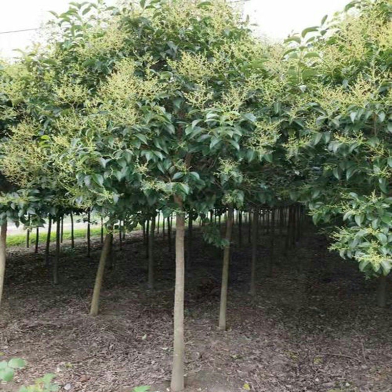 大叶女贞树苗大树高杆女贞苗南北方庭院绿化耐寒风景树种四季
