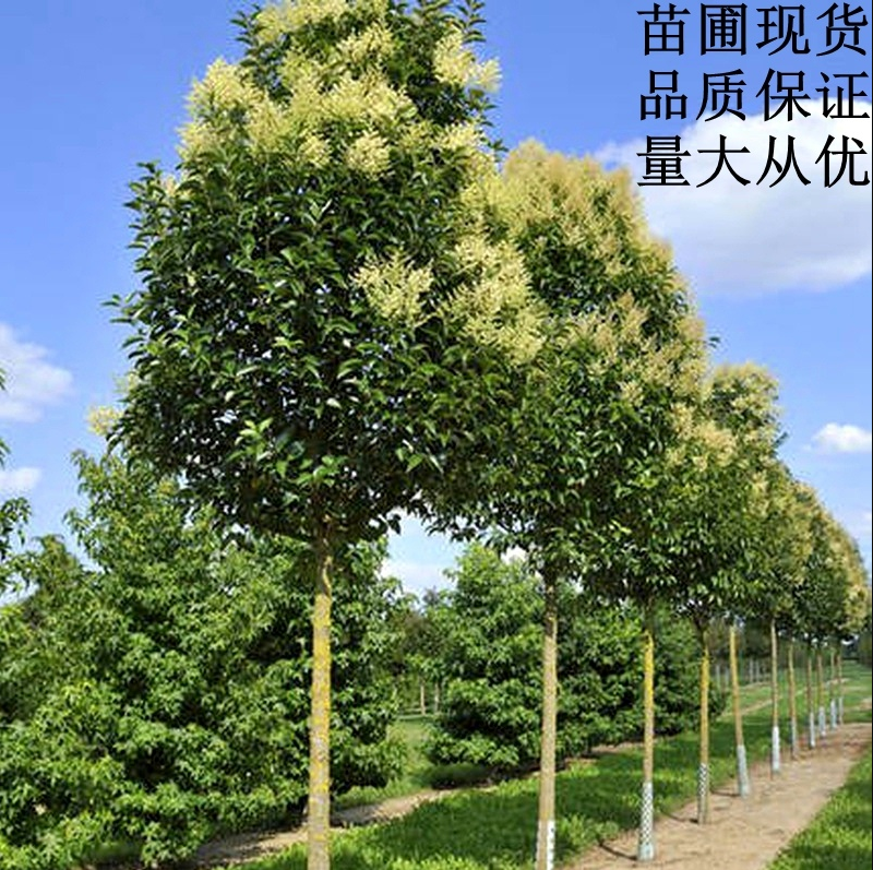 大叶女贞树苗大树高杆女贞苗南北方庭院绿化耐寒风景树种四季