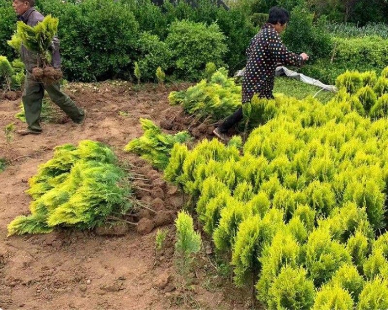 洒金柏树彩色苗木庭院小区绿化苗木公路绿化松柏树苗洒金柏