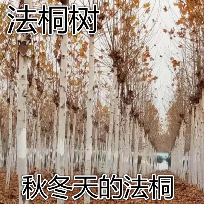 法国梧桐树苗速生法桐苗青皮梧桐苗庭院工程绿化苗木悬铃
