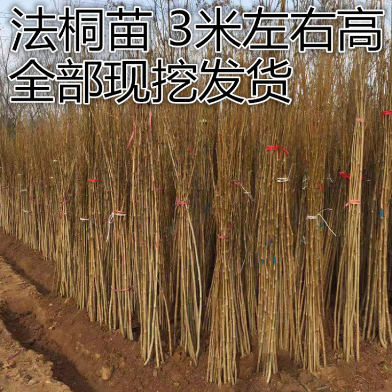 法国梧桐树苗速生法桐苗青皮梧桐苗庭院工程绿化苗木悬铃