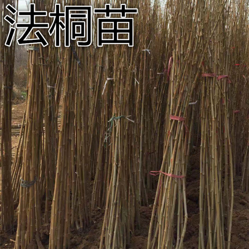 法国梧桐树苗速生法桐苗青皮梧桐苗庭院工程绿化苗木悬铃