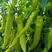 黄皮尖椒种子大果型挂果多产量高牛角椒早熟果形美观