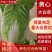 【精品】山东兰陵菊锦黄心大白菜开始上市，物美价廉！