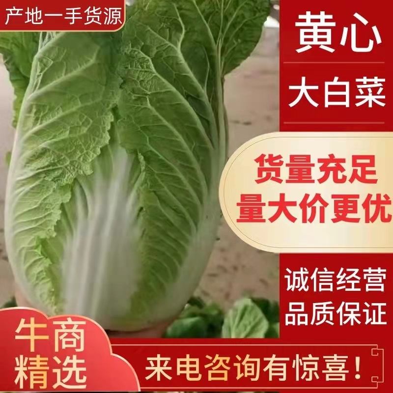 【精品】山东兰陵菊锦黄心大白菜开始上市，物美价廉！