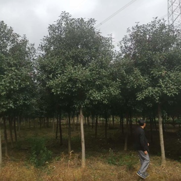 高杆红叶石楠树批发基地6公分7公分8公分价格美丽