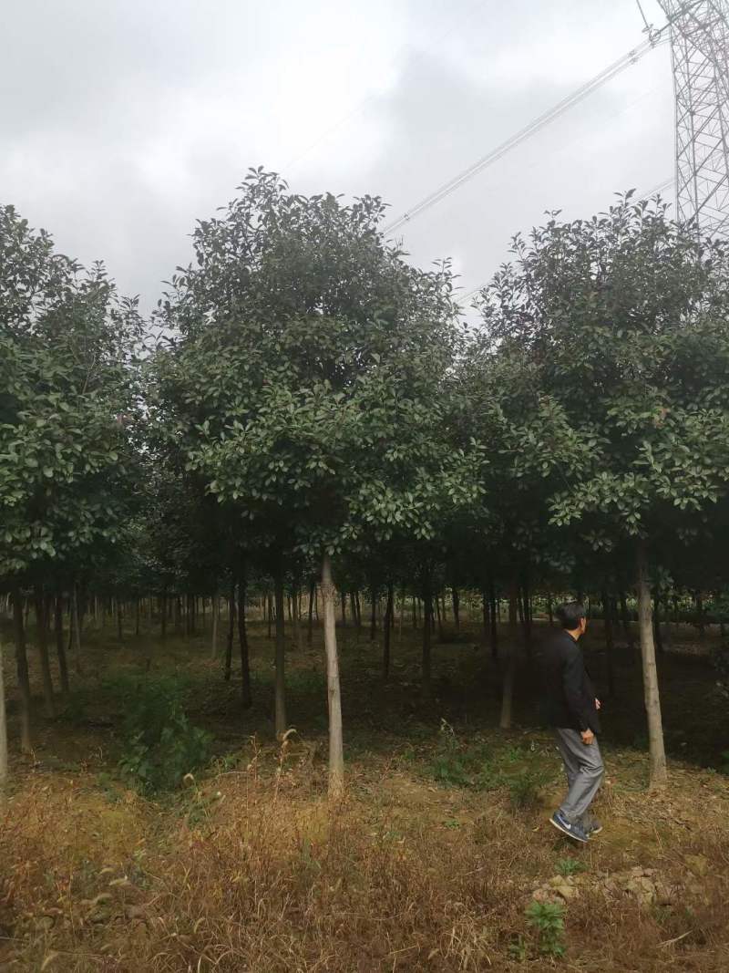 高杆红叶石楠树批发基地6公分7公分8公分价格美丽