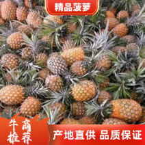 邯郸大菠萝，云南产地直发上6下六，质量保证全国
