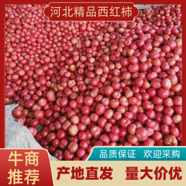 河北邯郸永年大量供应西红柿弧三起产地直发