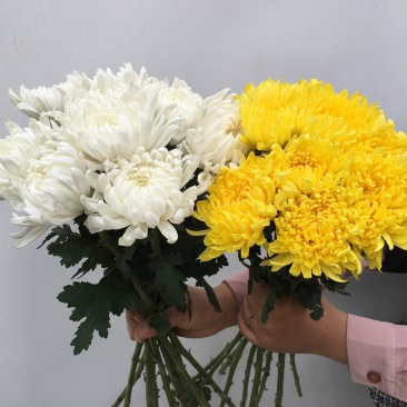 清明节扫墓祭祀黄白菊花鲜花真花批发云南基地直发