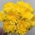 清明节扫墓祭祀黄白菊花鲜花真花批发云南基地直发