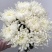 清明节扫墓祭祀黄白菊花鲜花真花批发云南基地直发