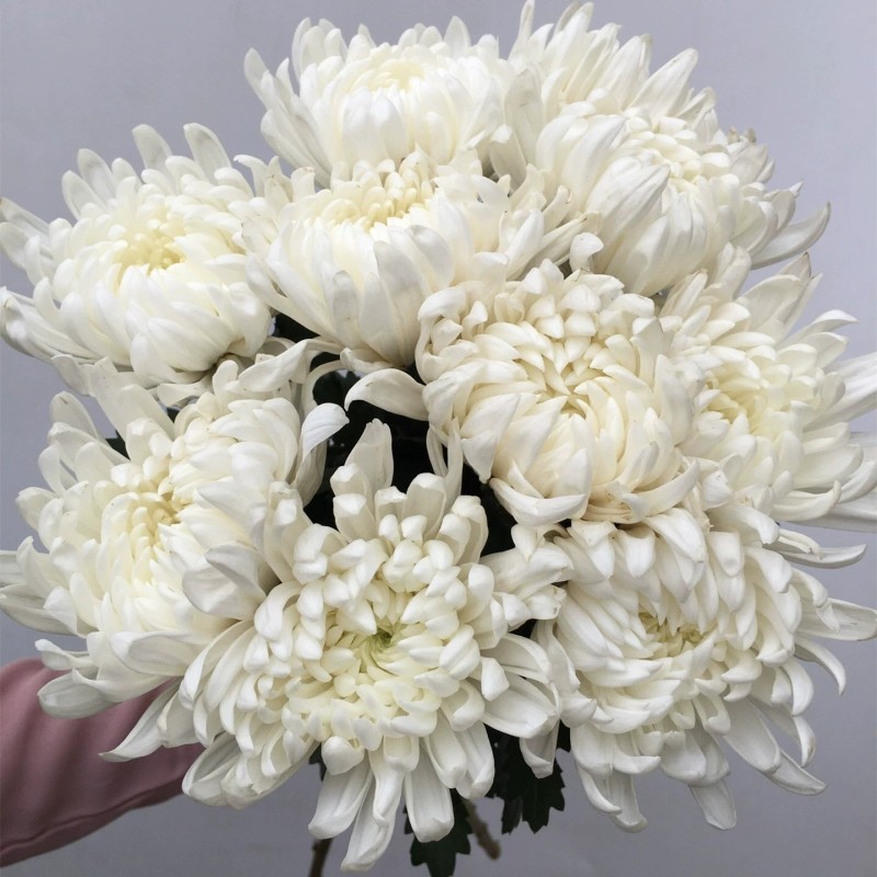 清明节扫墓祭祀黄白菊花鲜花真花批发云南基地直发