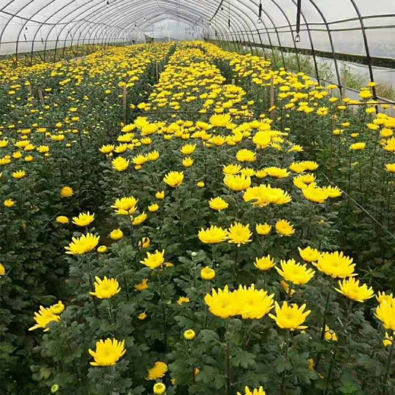 清明节扫墓祭祀黄白菊花鲜花真花批发云南基地直发