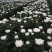 清明节扫墓祭祀黄白菊花鲜花真花批发云南基地直发