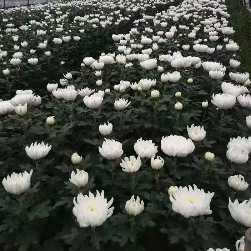 清明节扫墓祭祀黄白菊花鲜花真花批发云南基地直发