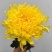 清明节扫墓祭祀黄白菊花鲜花真花批发云南基地直发