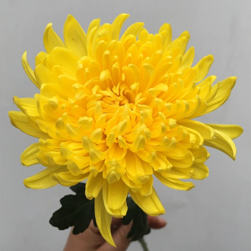 清明节扫墓祭祀黄白菊花鲜花真花批发云南基地直发