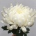 清明节扫墓祭祀黄白菊花鲜花真花批发云南基地直发