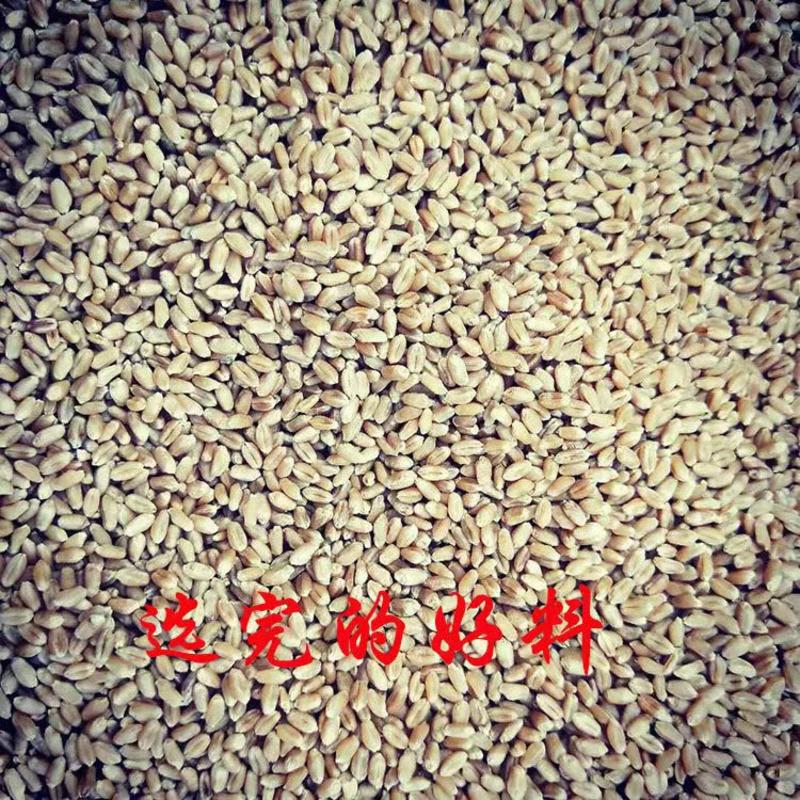 农用选种机粮食种子精选机小麦大豆稻子除渣筛选机除霉变去石