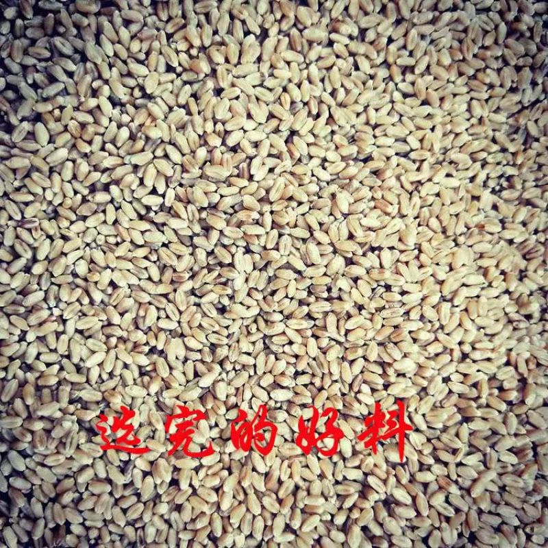农用选种机粮食种子精选机小麦大豆稻子除渣筛选机除霉变去石