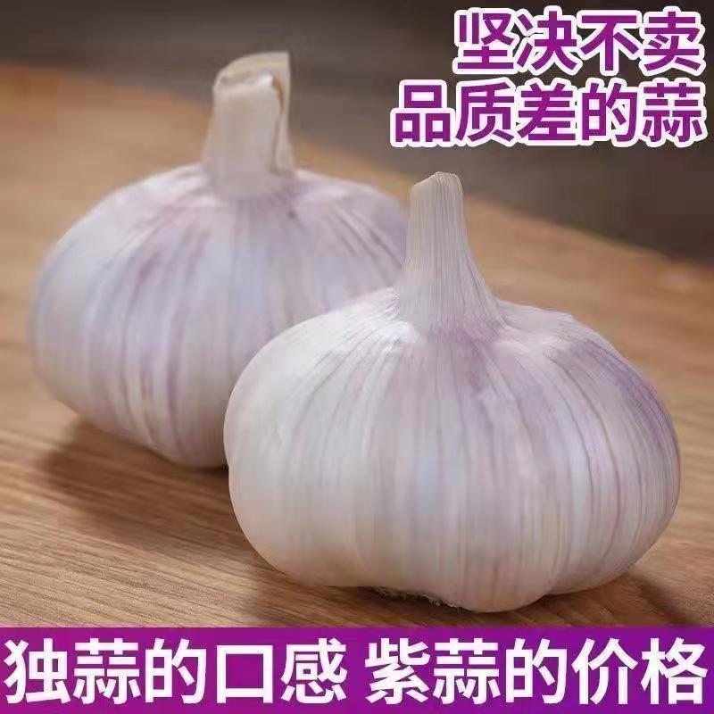 大蒜冷库出租，代收代存，货源充足供应全国各大市场一吨起批