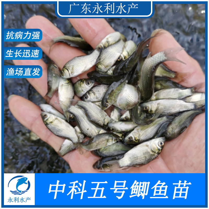 鲫鱼苗、中科三号鲫鱼苗、中科五号鲫鱼、质量优良，全国发货