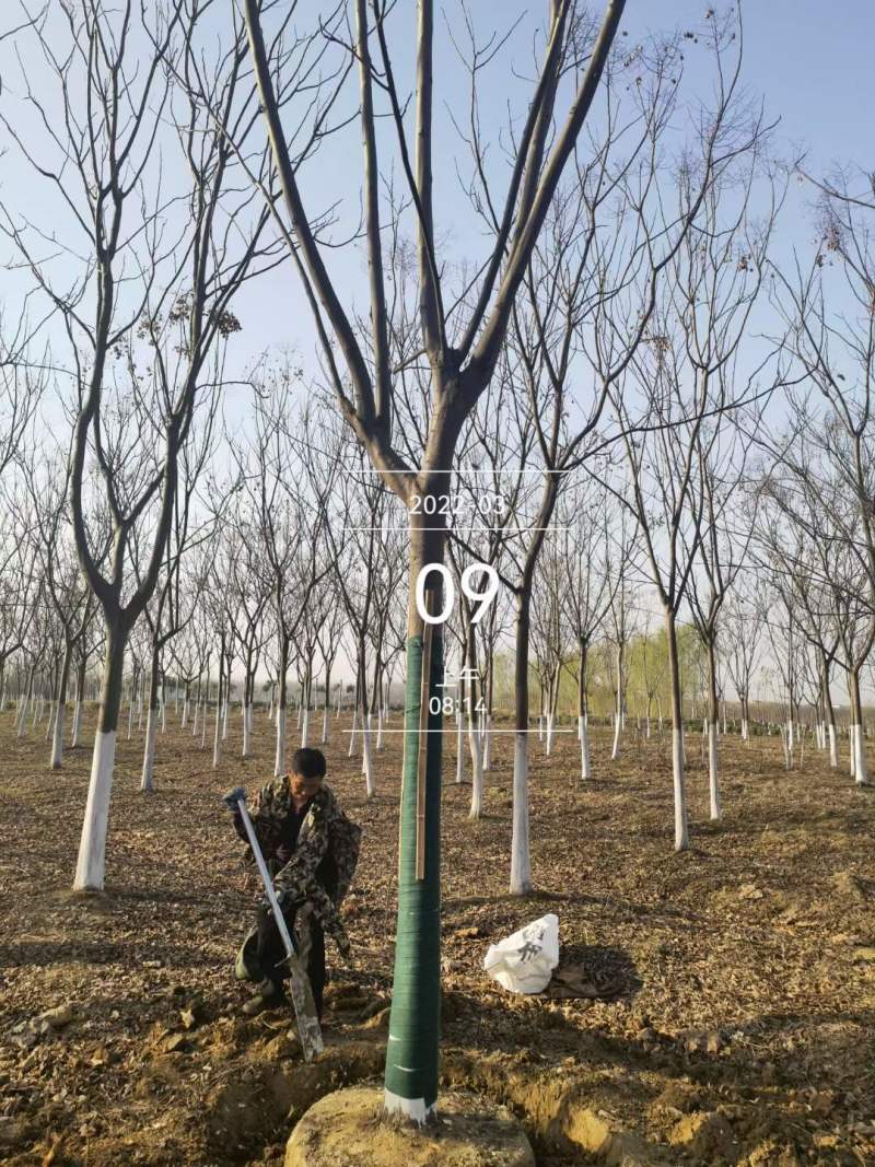 栾树15公分16公分多少钱，批发价格美丽