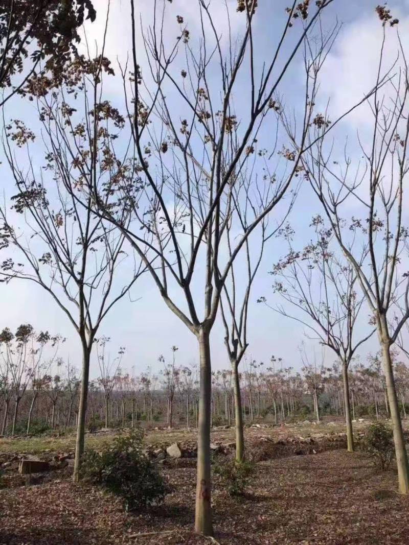 栾树15公分16公分多少钱，批发价格美丽