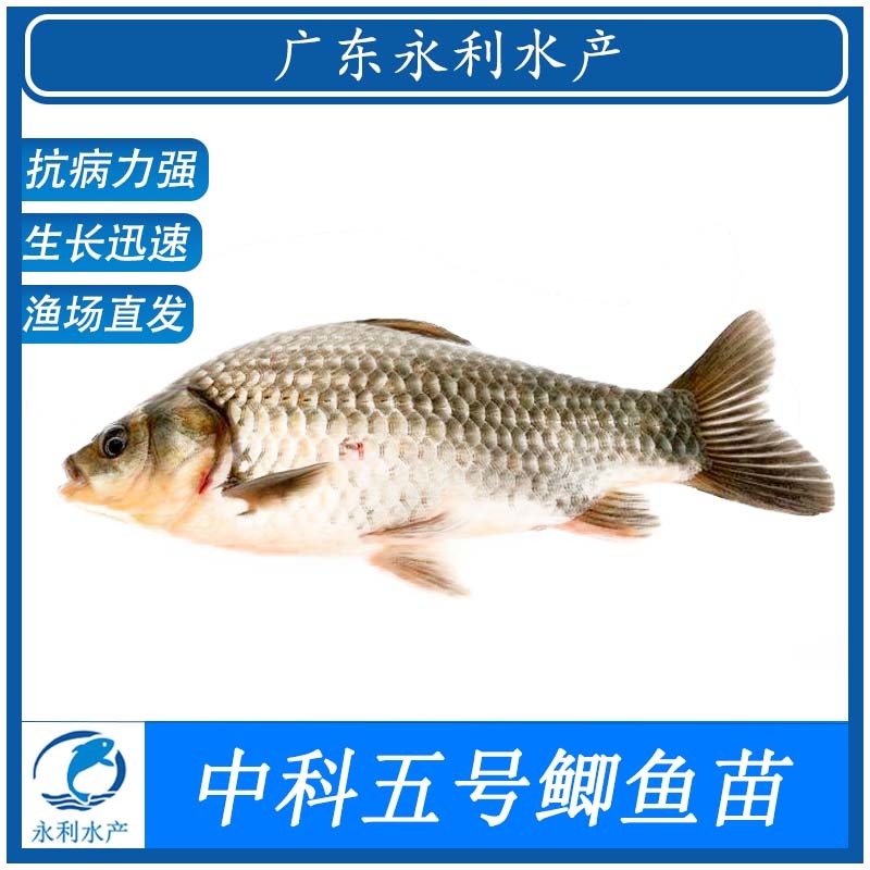 鲫鱼苗、中科三号鲫鱼苗、中科五号鲫鱼、质量优良，全国发货