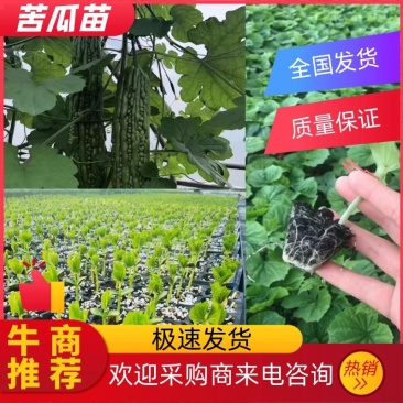 十佳苦瓜苗产量高寿光种业基地直供量大从优