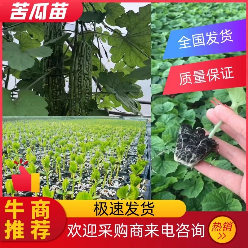 十佳苦瓜苗产量高寿光种业基地直供量大从优