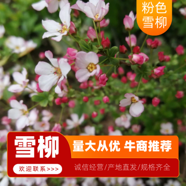 粉色雪柳开花机器全新品种公园试种样板效果很好