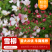 粉色雪柳开花机器全新品种公园试种样板效果很好