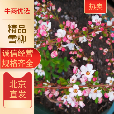粉色雪柳粉色喷雪花，鲜切花，批发零售公园均可