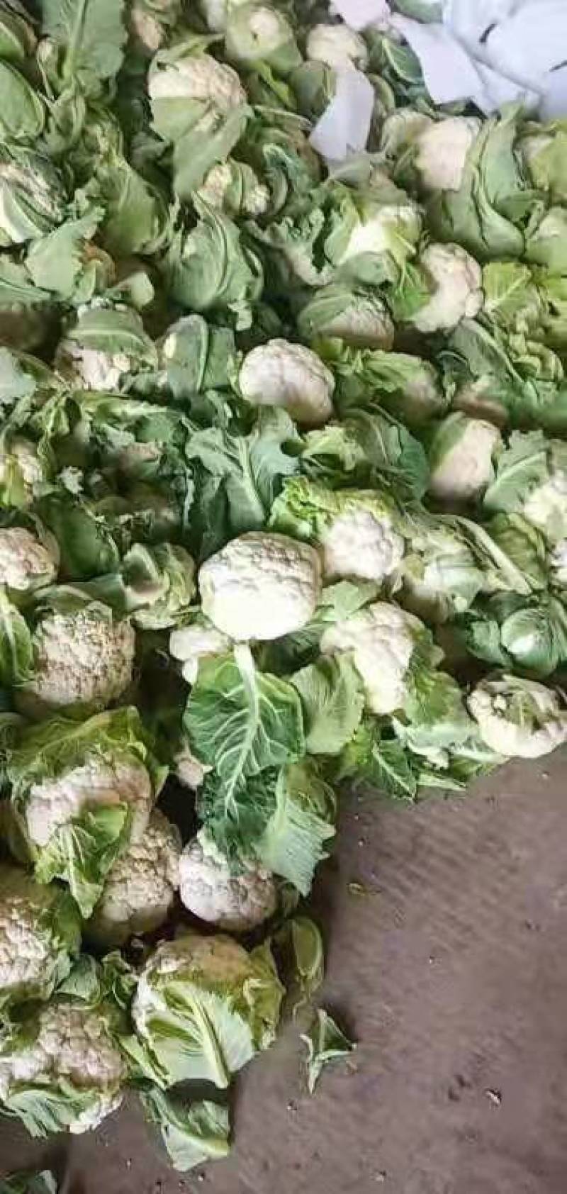 陕西汉中菜花乳白色，产地直供，价格优惠欢迎各地客商前来考察