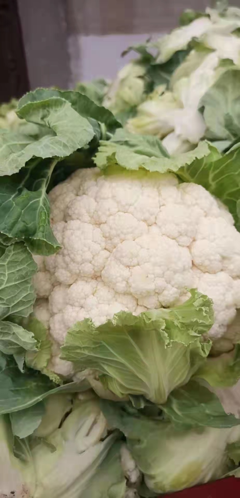 陕西汉中菜花乳白色，产地直供，价格优惠欢迎各地客商前来考察