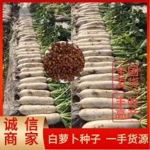 白萝卜种子较耐抽薹、光泽度好、基地直供、大面积种植