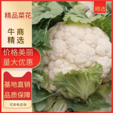 陕西汉中菜花乳白色，产地直供，价格优惠欢迎各地客商前来考察