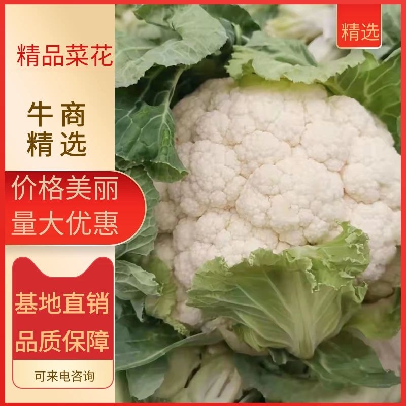 陕西汉中菜花乳白色，产地直供，价格优惠欢迎各地客商前来考察