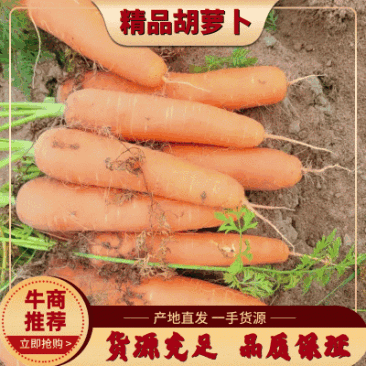 精品胡萝卜三红胡萝卜产地直发对接电商超市