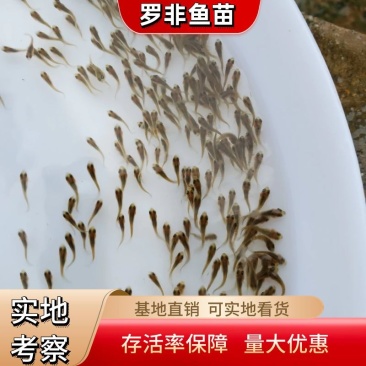 罗非鱼苗水花抗病毒存活率保障欢迎来电咨询