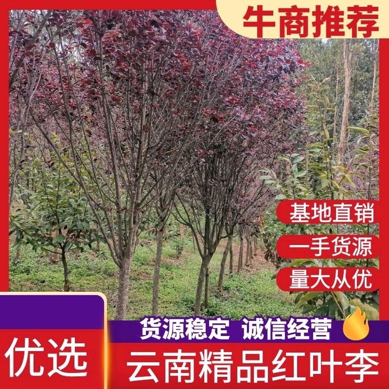云南精品红叶李自家种植基地绿化苗木货源充足可视频看货