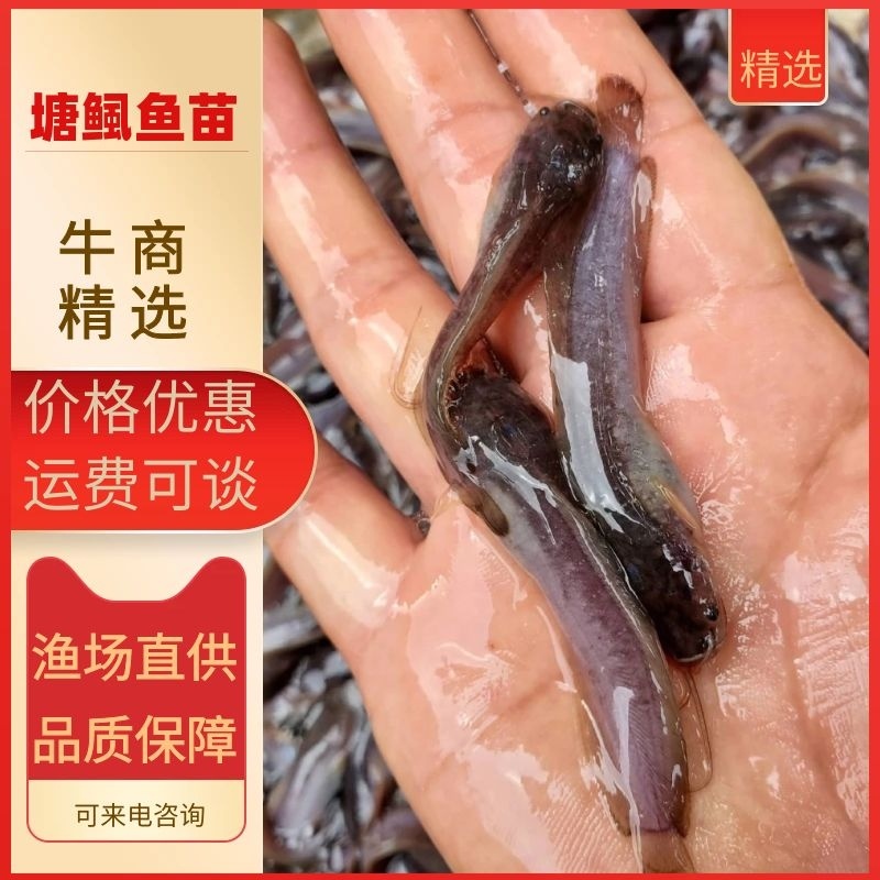 塘鲺鱼苗本地塘鲺鱼苗大量现货快大种塘鲺鱼苗