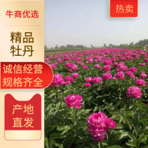 观赏芍药，重瓣芍药，基地直销，保证成活保证对版